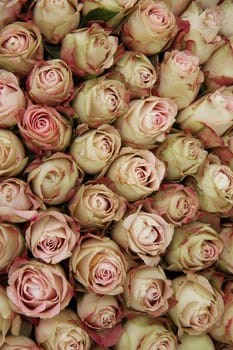 Pale pink rose buds with a touch of red in a wedding centerpiece