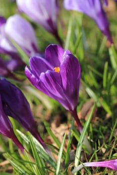 Purple crocus in early spring sunlight