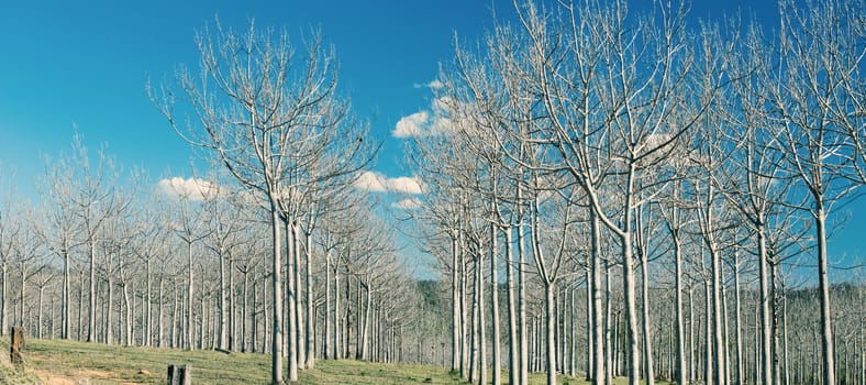 Row of abstract trees in a country field in the afternoon