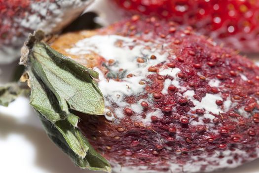 photographed red ripe strawberries, covered with white mold, spoiled strawberries closeup