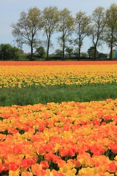 Yellow and orange tulips in a sunny field