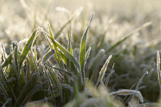 photographed close up young grass plants green wheat growing on agricultural field, agriculture, morning frost on leaves