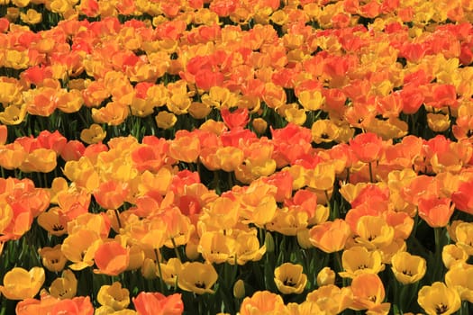 Yellow and orange tulips in a sunny field