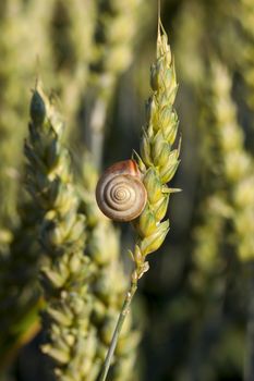 Agricultural field on which grow immature young cereals, wheat. on an earing is snail