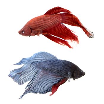 Image of a fighting fish on white background.  (Betta splendens)