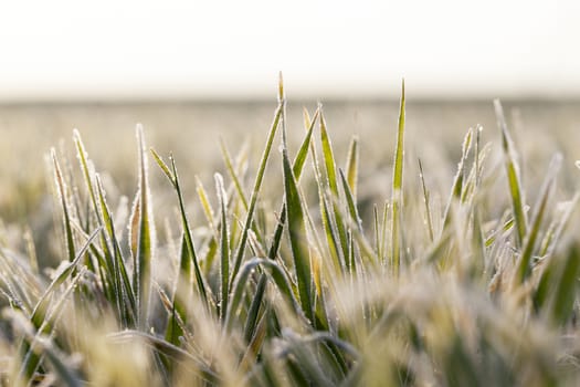 photographed close up young grass plants green wheat growing on agricultural field, agriculture, during the dawn of the sun,