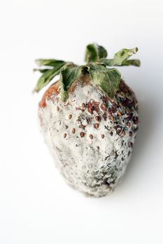 photographed red ripe strawberries, covered with white mold, spoiled strawberries closeup