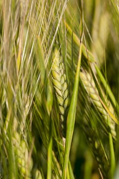 Agricultural field on which grow immature cereals, wheat.