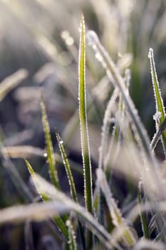 photographed close up young grass plants green wheat growing on agricultural field, agriculture, morning frost on leaves, defocus