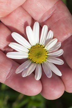 photographed close-up camomile , daisy flower with white petals