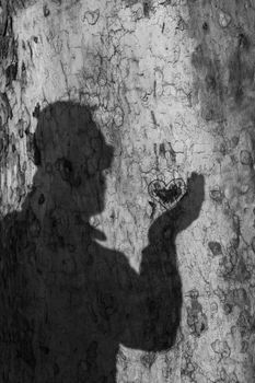 Mans Shadow On A Tree Trunk Holding Carved Heart