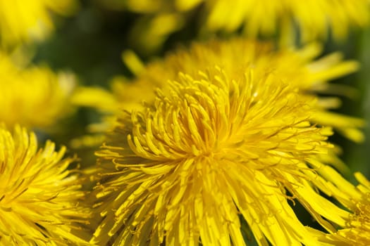 photographed close-up of yellow dandelions in springtime, shallow depth of field