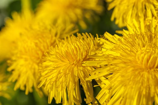 photographed close-up of yellow dandelions in springtime, shallow depth of field