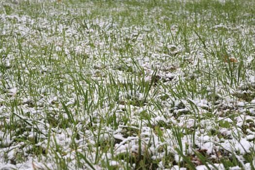 green grass covered with snow