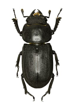 Lesser Stag Beetle on white Background  -  Dorcus parallelipipedus (Linnaeus, 1758)