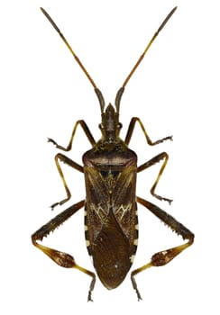 Western Conifer Seed Bug on white Background  -  Leptoglossus occidentalis  (Heidemann, 1910)