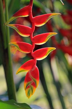 Hanging lobster claw, heliconia rostrata, Chiapas Mexico