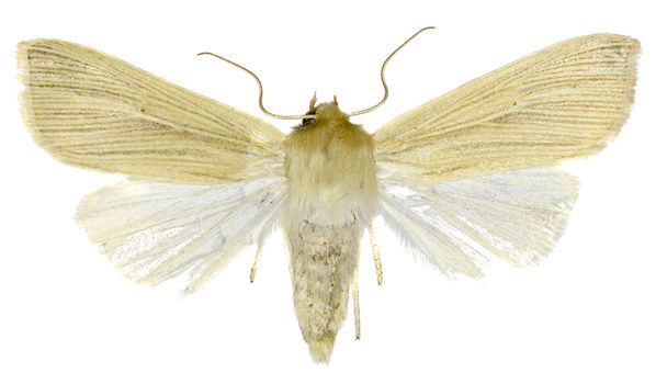 Common Wainscot on white Background  -  Mythimna pallens (Linnaeus, 1758)