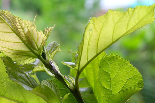 mealybug eating sap from young tree