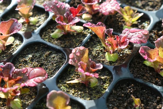 red lettuce in seeding tray closeup