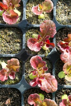 red lettuce in seeding tray closeup