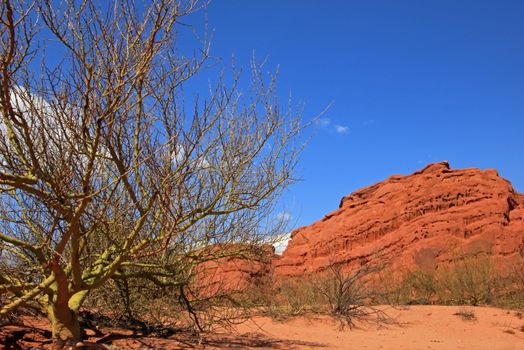 Parkinsonia, palo verde in the quebrada de Cafayate valley, also called quebrada de las conchas, Argentina