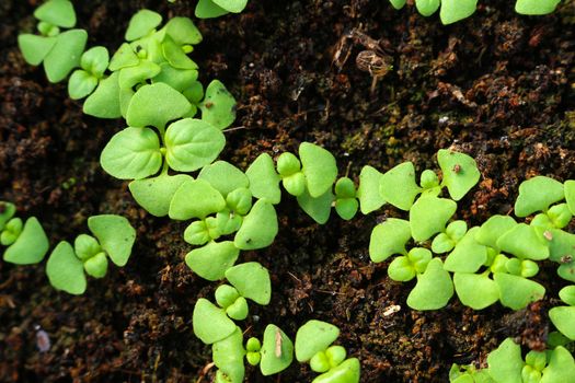 young sapling grow from seed look fresh