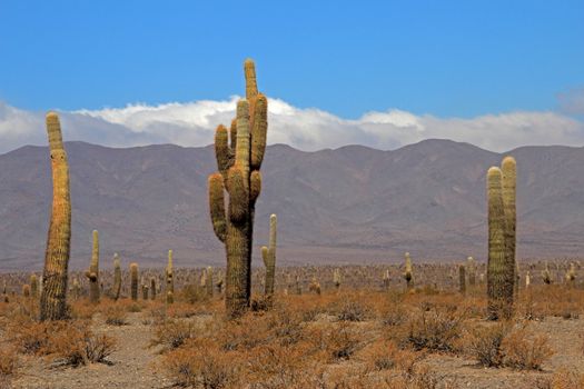 Cactus forest in los Cardones National Park near Cachi, Argentina