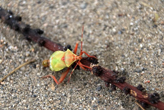 Green orange beetle, found in northern Argentina, Cafayate