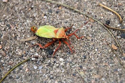 Green orange beetle, found in northern Argentina, Cafayate