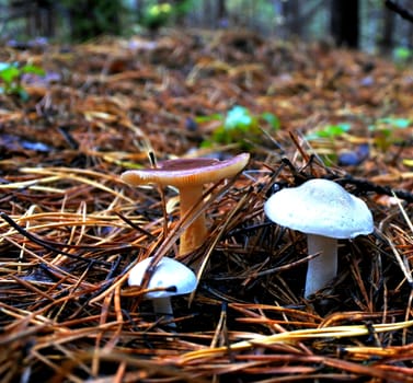 three young mushroom in a clearing among the pine needles in october