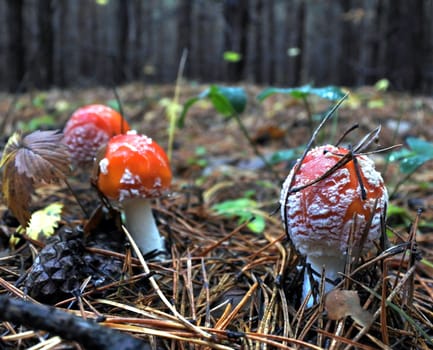 The spotted red fly agaric in autumn forest. Mushroom on a glade in autumn mushroom forest. Mushroom with red cap or head