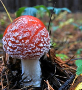 The spotted red fly agaric in autumn forest. Mushroom on a glade in autumn mushroom forest. Mushroom with red cap or head