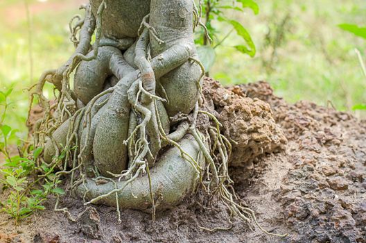 Frangipani tree roots close-up