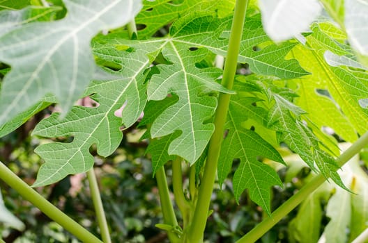 papaya leaf green leaf on white background