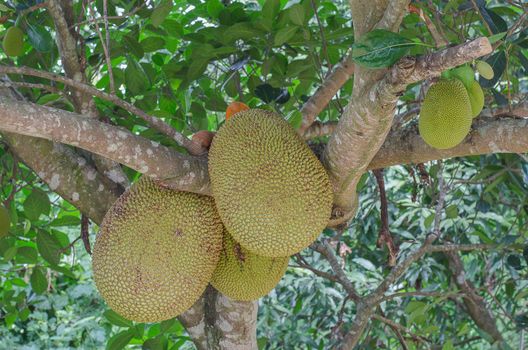 Thai jackfruit on the tree in the garden Close-up