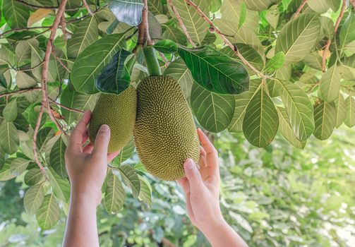 Handle thai jackfruit on the tree in the garden Close-up
