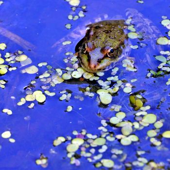 a frog in the lake, among aquatic plants