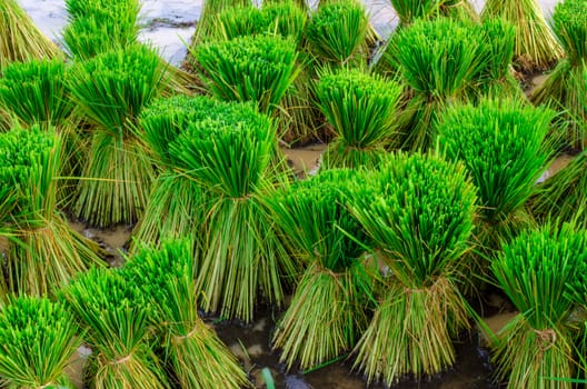 sapling rice, rice field in rural, thailand.