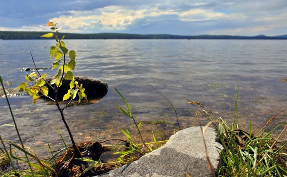 The shore of a lake in summer with green grass and trees