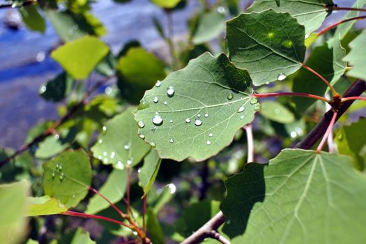 Drops of rain on leaves on sunny day after rain