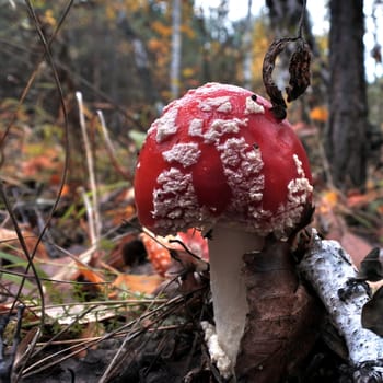 The spotted red fly agaric in autumn forest. Mushroom on a glade in autumn mushroom forest. Mushroom with red cap or head