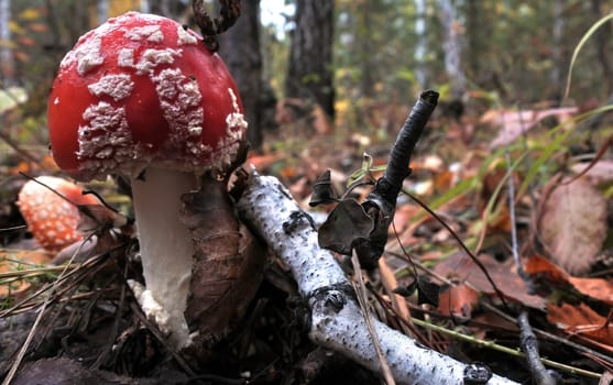 The spotted red fly agaric in autumn forest. Mushroom on a glade in autumn mushroom forest. Mushroom with red cap or head