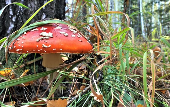 The spotted red fly agaric in autumn forest. Mushroom on a glade in autumn mushroom forest. Mushroom with red cap or head