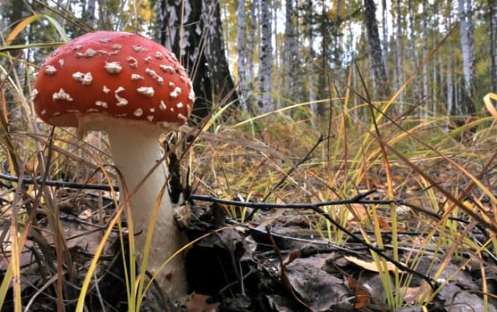 The spotted red fly agaric in autumn forest. Mushroom on a glade in autumn mushroom forest. Mushroom with red cap or head