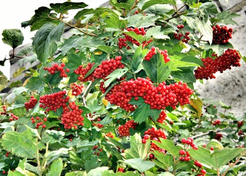 Viburnum berries ripe. Red berries of viburnum