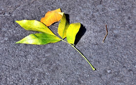 autumn bright yellow leaf on the ground