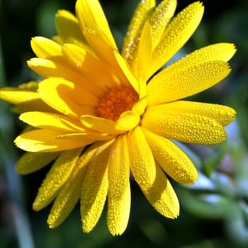 a drop of morning dew on a yellow flower