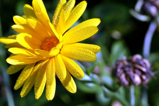 a drop of morning dew on a yellow flower