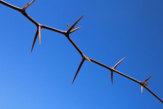 Huge thorns on the sky. Found in northern Argentina, near Fiambala